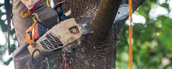  Forsyth, GA Tree Care Pros