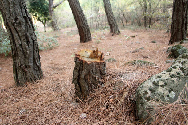 Forsyth, GA Tree Care Company