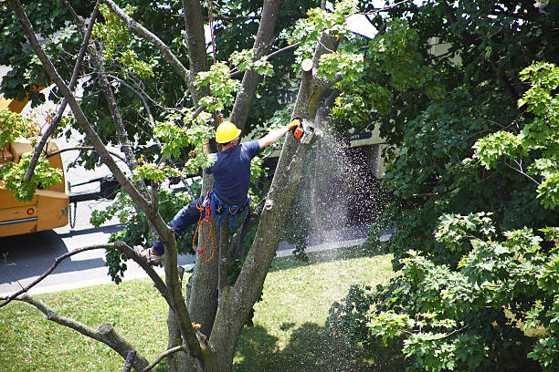 Best Tree Health Inspection  in Forsyth, GA