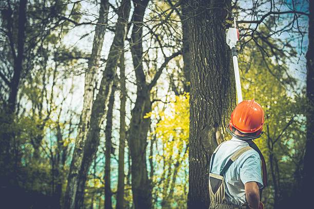 Best Tree Health Inspection  in Forsyth, GA